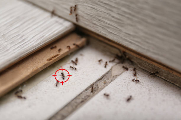 Best Pest Inspection Near Me  in Coudersport, PA