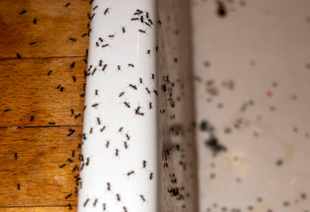 Best Pest Control for Homes  in Coudersport, PA